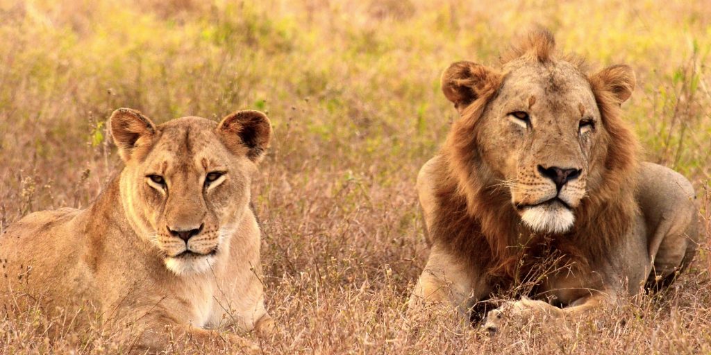 Gorongosa Restoration Project