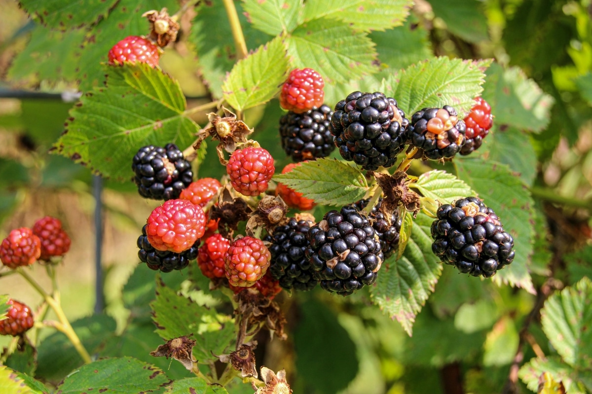 Blackberries, Photo credit: Rachael Holzman from Pexels.