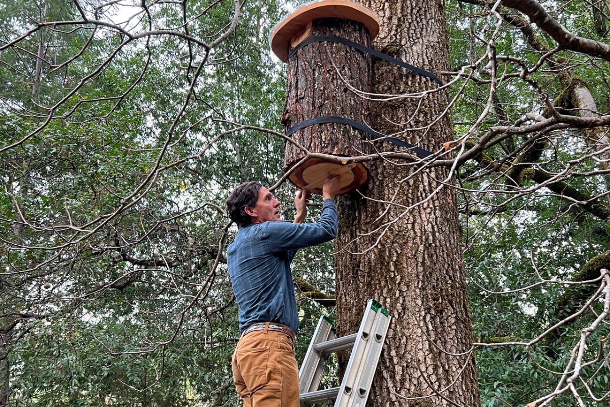 "TreeNest.