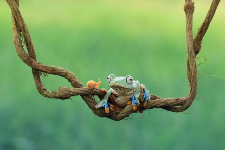 Frog and Snail Credits: Andri_Priyadi from Getty Images