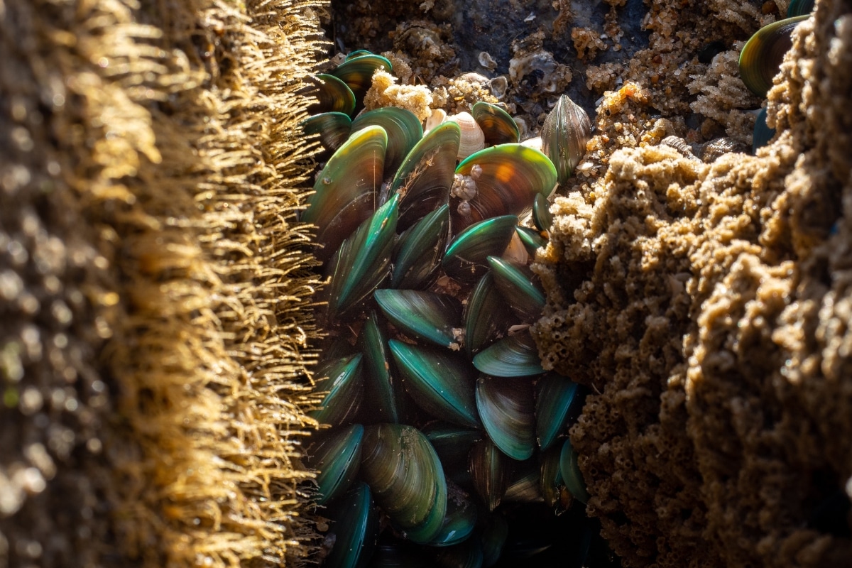 Mussels credits Nphu from pixabay