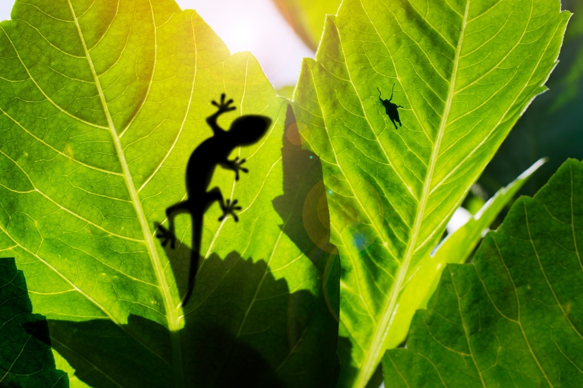 Gecko, credits Kalawin from Getty Images