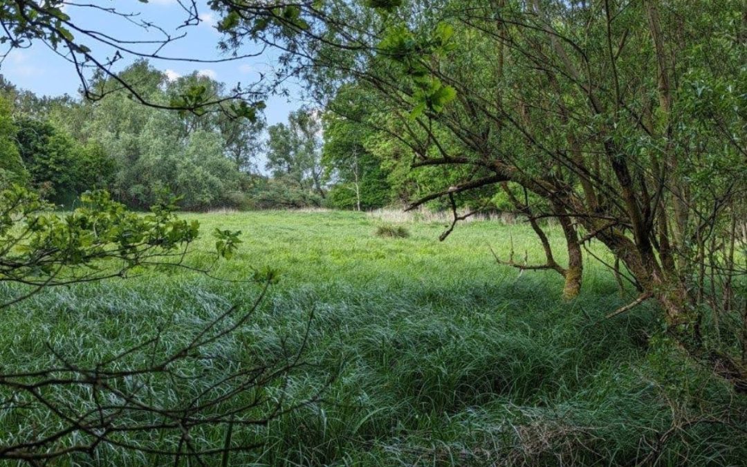 Rewilding Site credit eMission-X