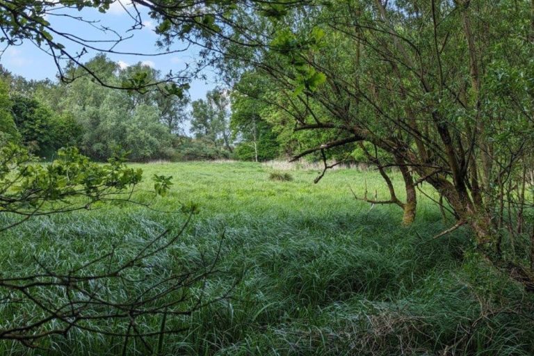 Rewilding Site credit eMission-X