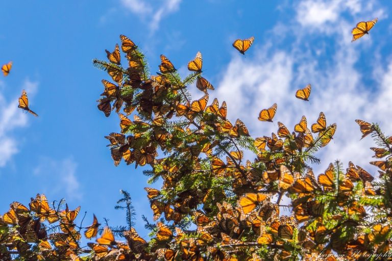 Monarch Butterfly credit: JHVEPhoto from Getty Images Pro