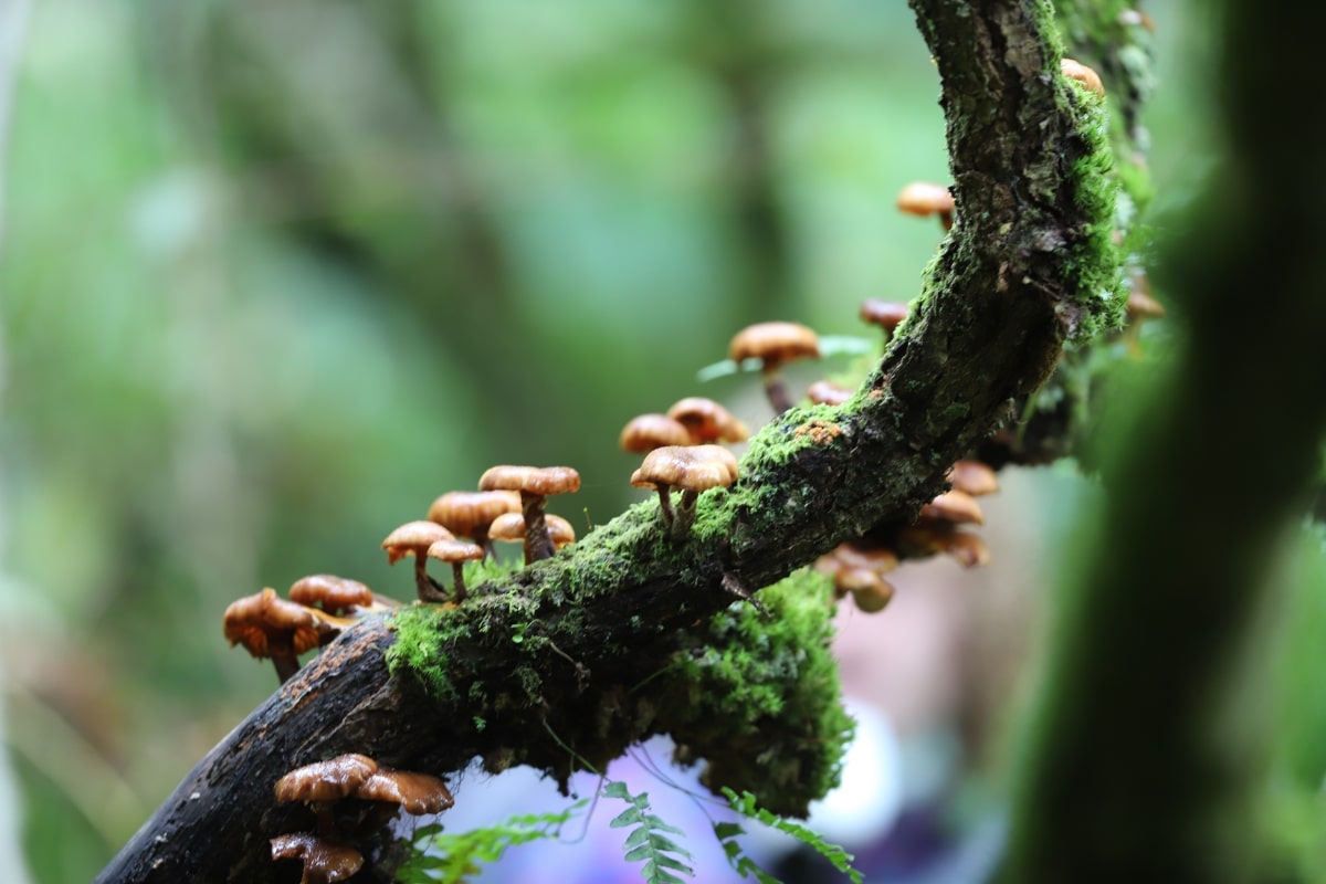 Fungi and mosses at Cabilla’s temperate rainforest