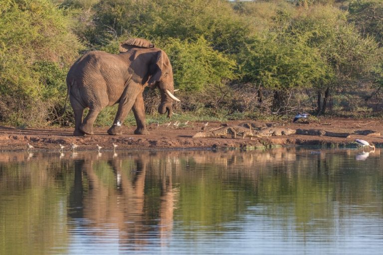 Wetlands elephant and crocodile credit namibelephant from Getty Images Signature