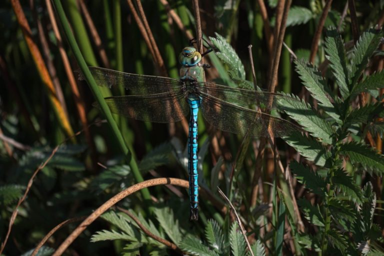 Dragonfly credit Somerset Wildlands