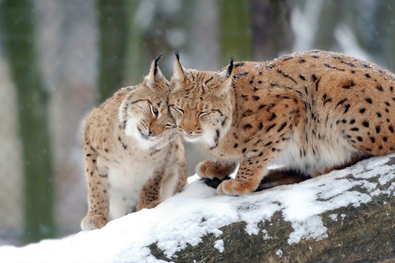 Two Lynx credit: Byrdyak from Getty Images Pro