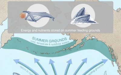 Migrating baleen whales transport high-latitude nutrients to tropical and subtropical ecosystems