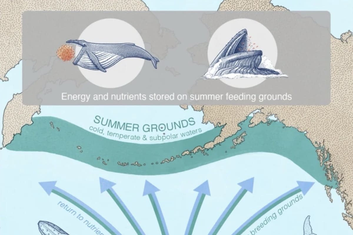 Migrating baleen whales transport high-latitude nutrients to tropical and subtropical ecosystems
