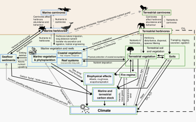 The role of large wild animals in climate change mitigation and adaptation