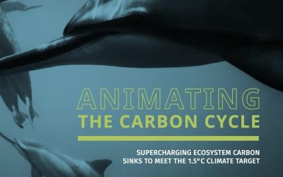 Animating The Carbon Cycle