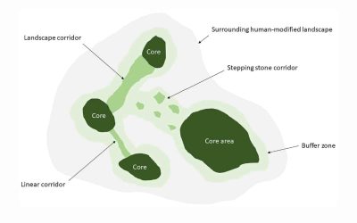Guiding Principles for Rewilding