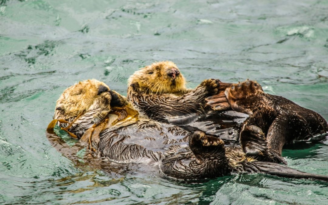 Sea otter credit: Ted Fletcher from Getty Images