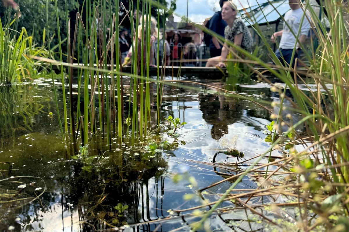 Wildlife pond, credit Natural Neighbours