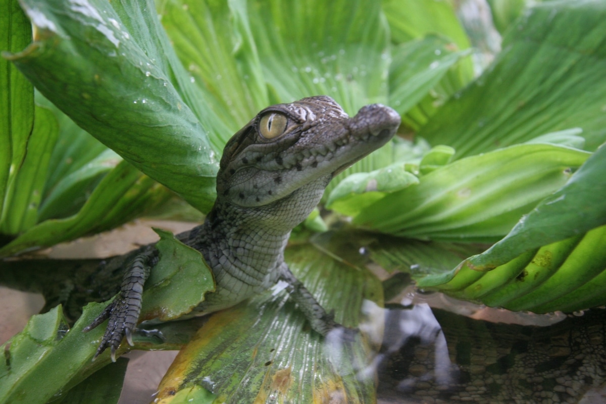 Crocodile credit: Gorongosa Restoration Project