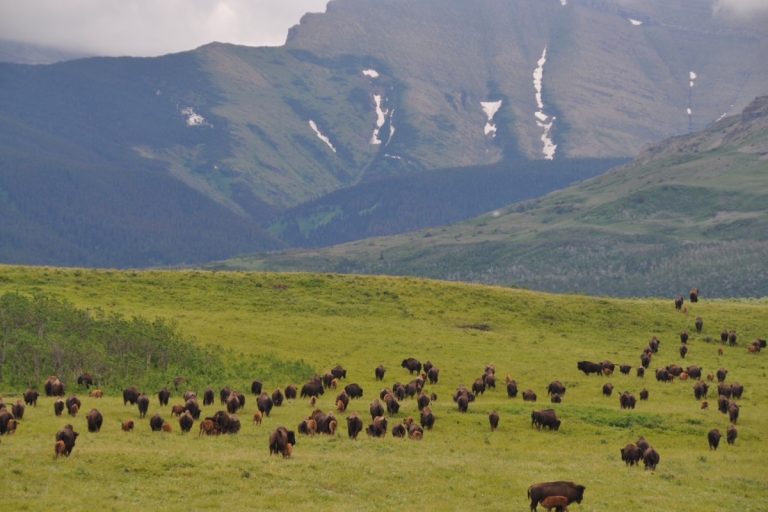Bison in Canada Credit Tom Olson