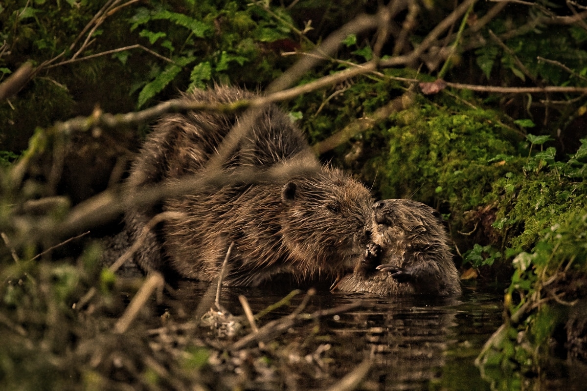 Beavers credit: Thousand Year Trust