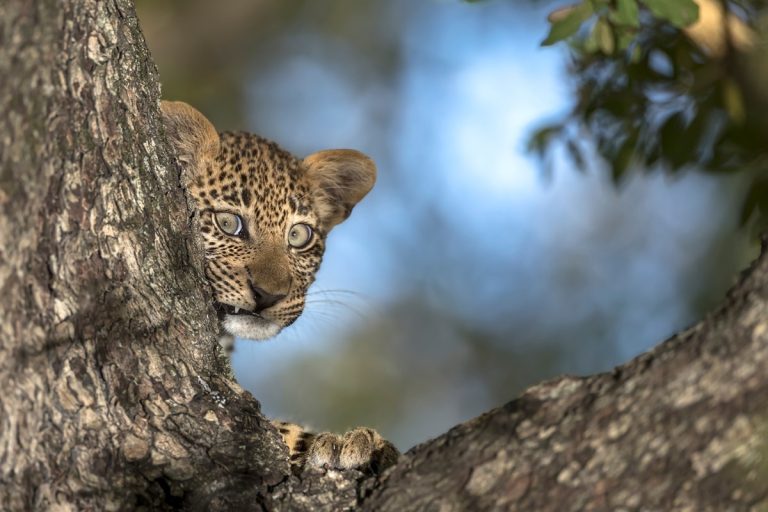 cub Photo credit: As published in REWILDING SA - photo by Clint Ralph