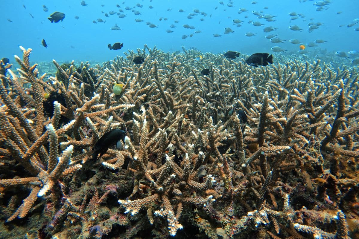 Coral growth 3 years after planting. Credit: Livingseas Foundation