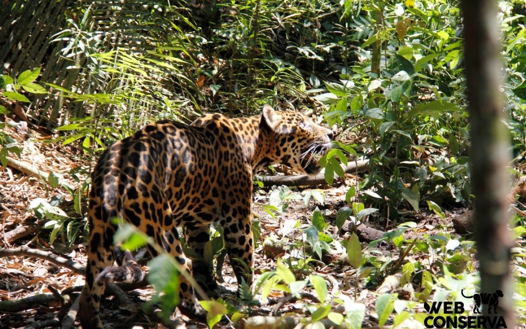 Jaguar. Credit: WebConserva