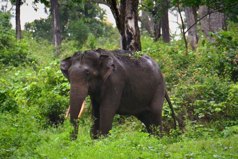 Indian Elephant, credit harikesh pk from Getty Images
