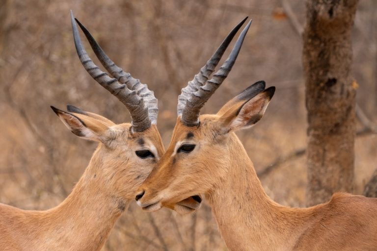 Antelopes locking heads credit H.Bieser from pixabay