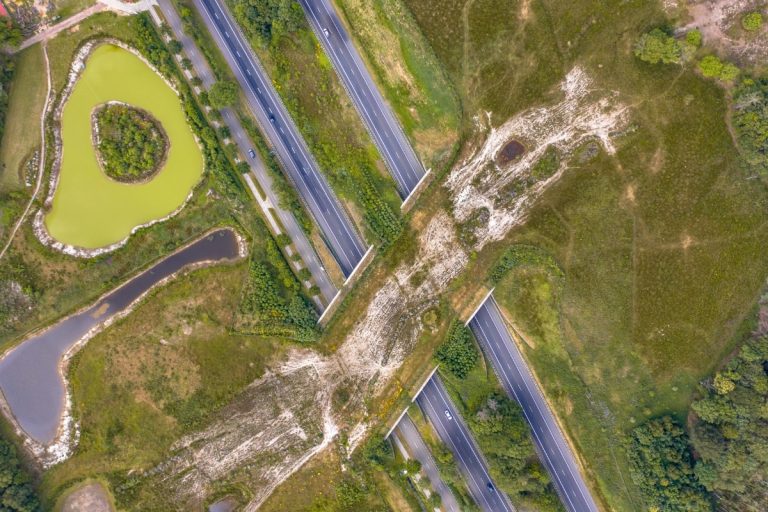 Wildlife crossing, credit: CreativeNature_nl from Getty Images