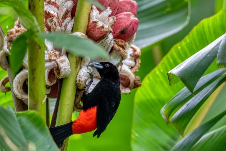 Bird in brazil credit Artush