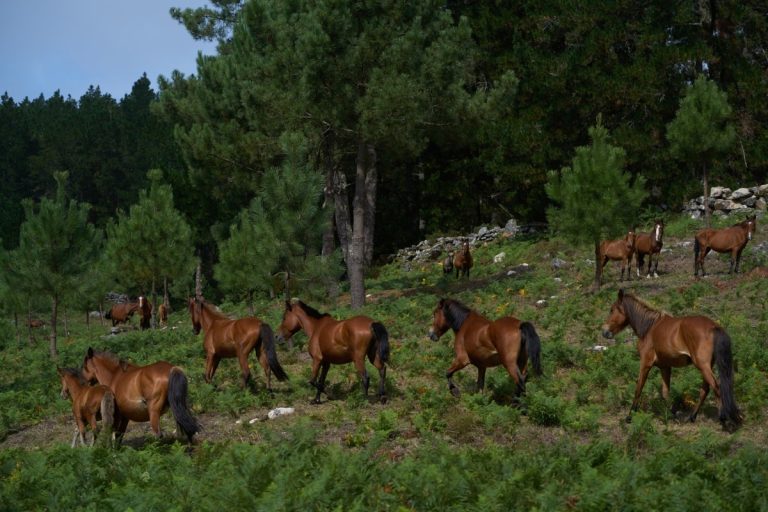 Wild horses credit fundacion montescola