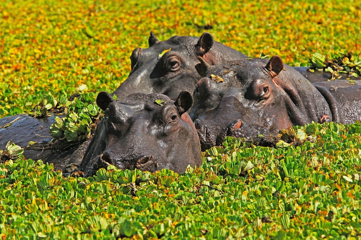 Hippopotami