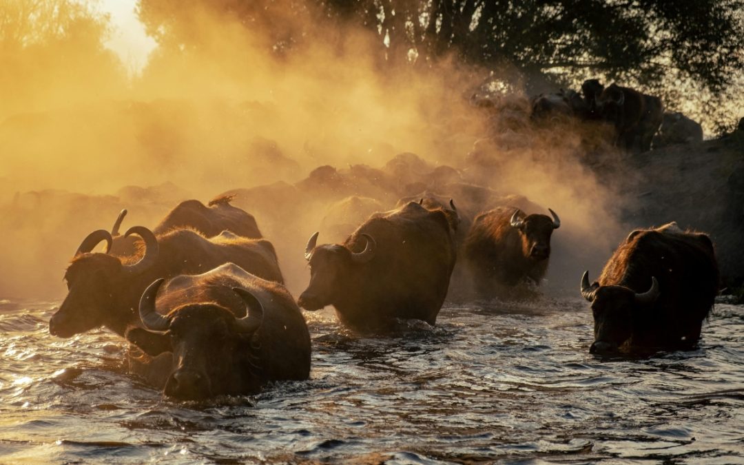 Finding common ground: the case of pastoralism and rewilding