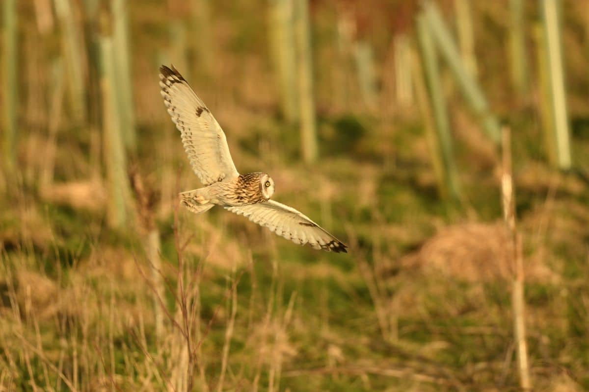 Barn Owl. Photo Credit: Broughton Sanctuary.