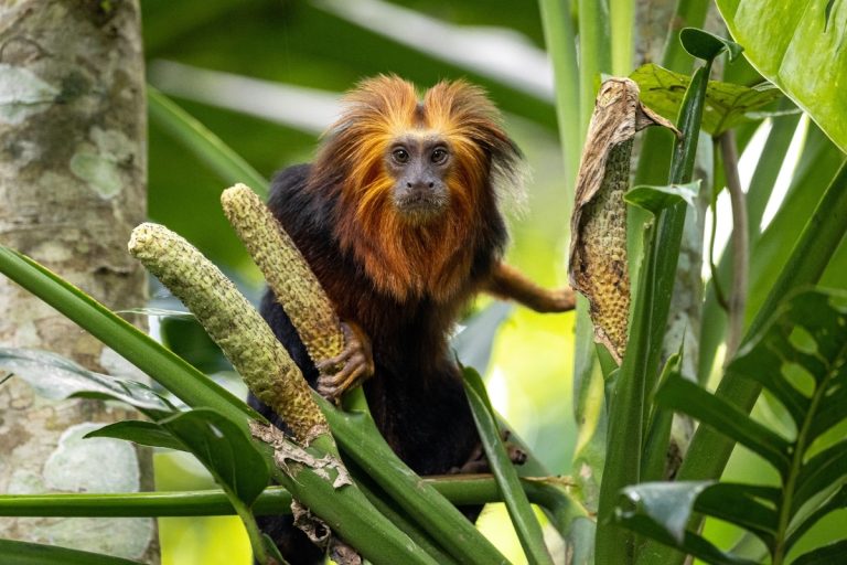 Tamarin monkey in the wild Credit: AMAP Brazil