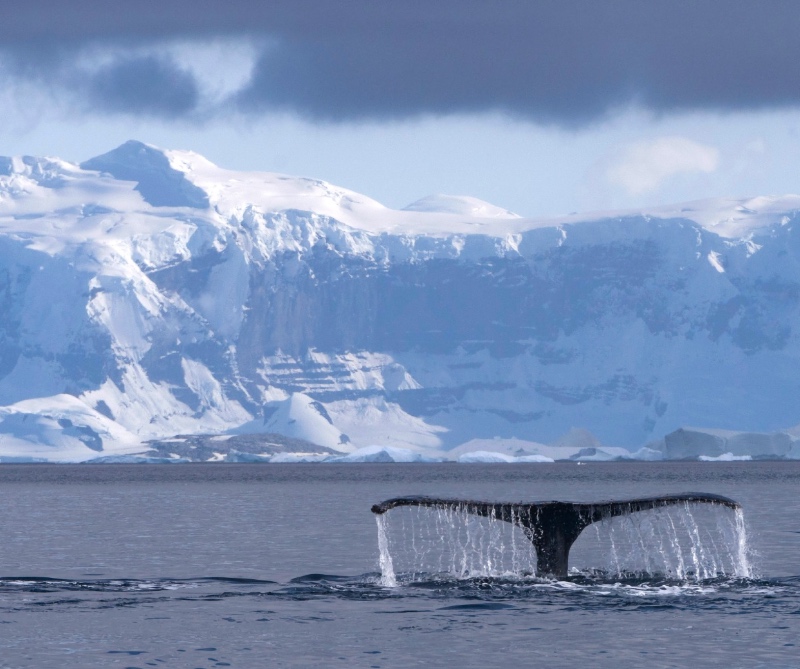 Whale tail in the Antarctic