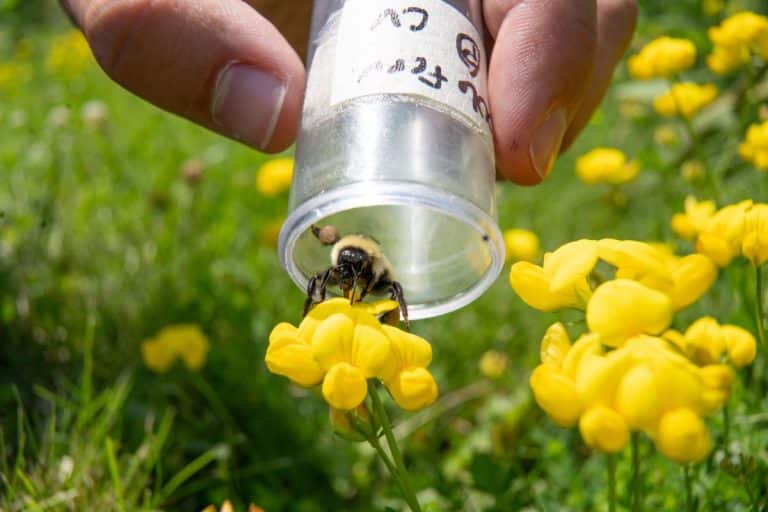 Bumble Bee Release After Identification. Credit: Alex Bowman -WPC