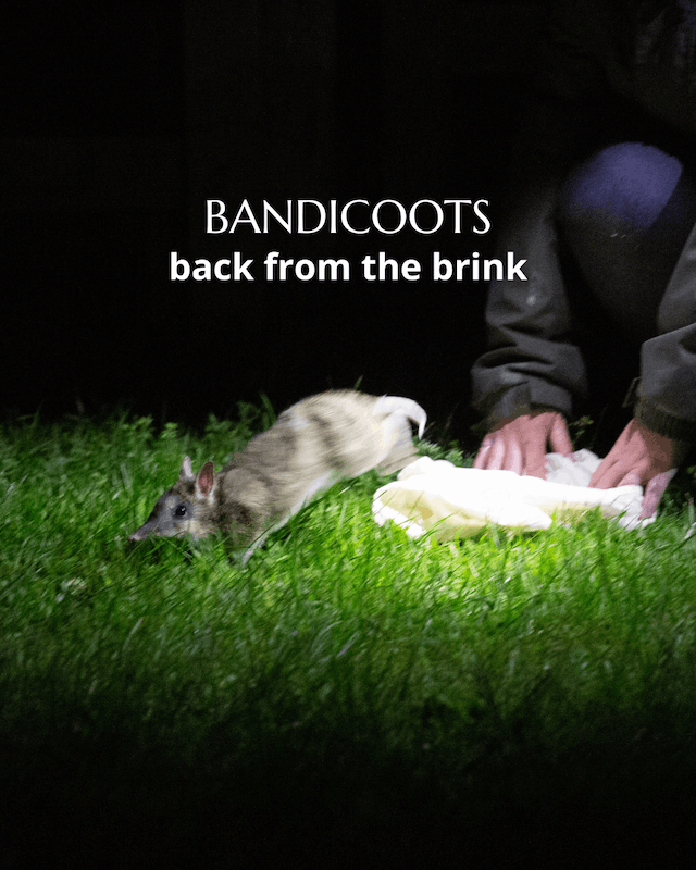 Bandicoots back from the brink 1