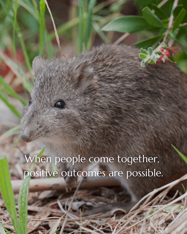 Bandicoots back from the brink 10