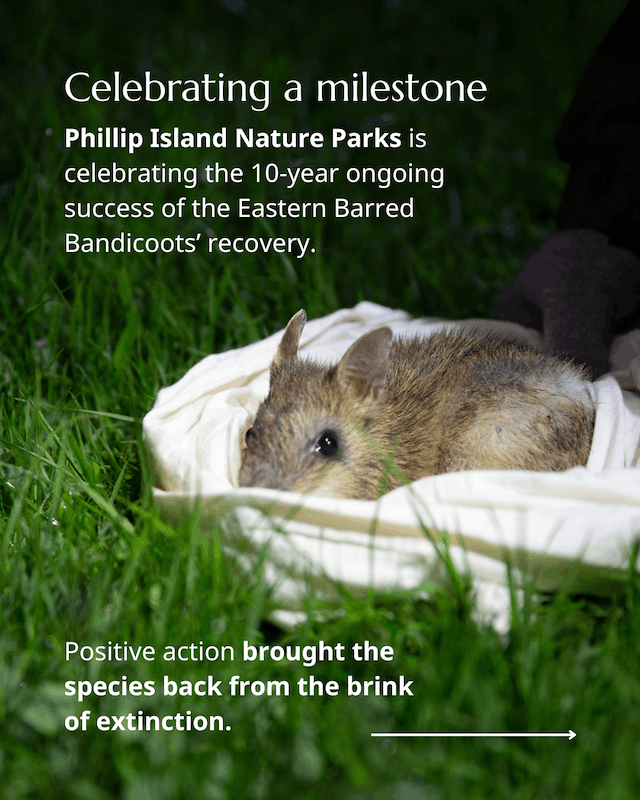 Bandicoots back from the brink 2