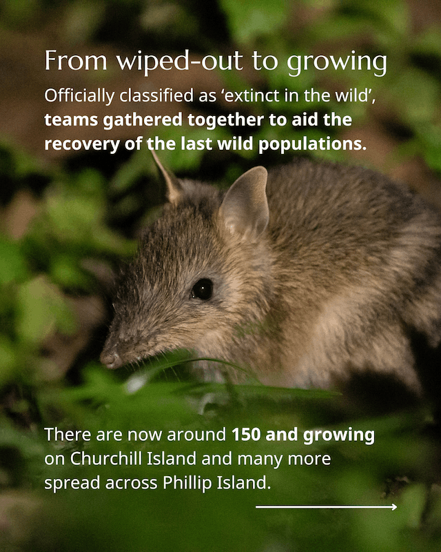 Bandicoots back from the brink 3