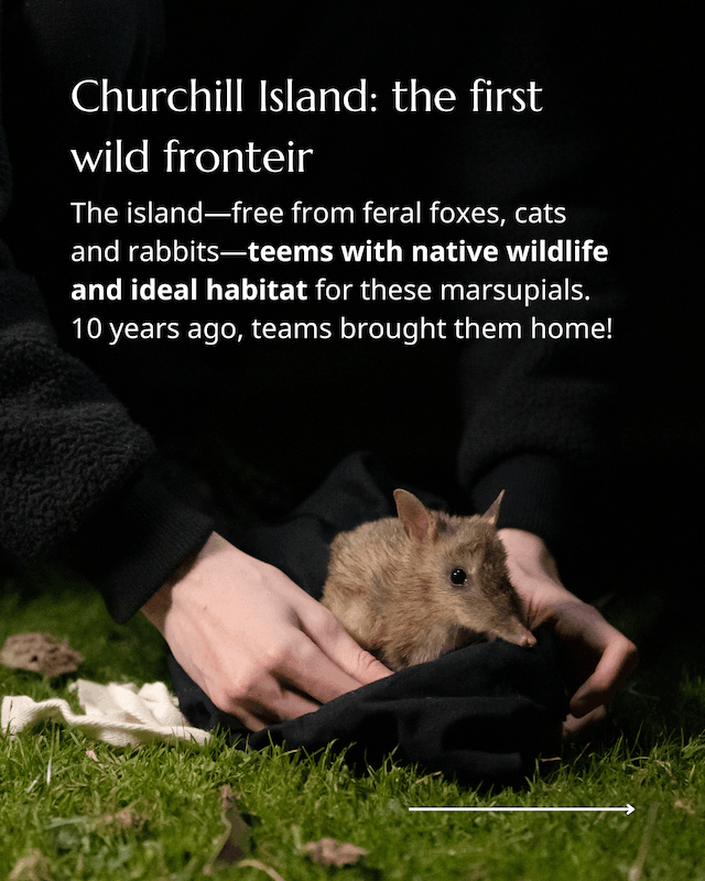 Bandicoots back from the brink 4