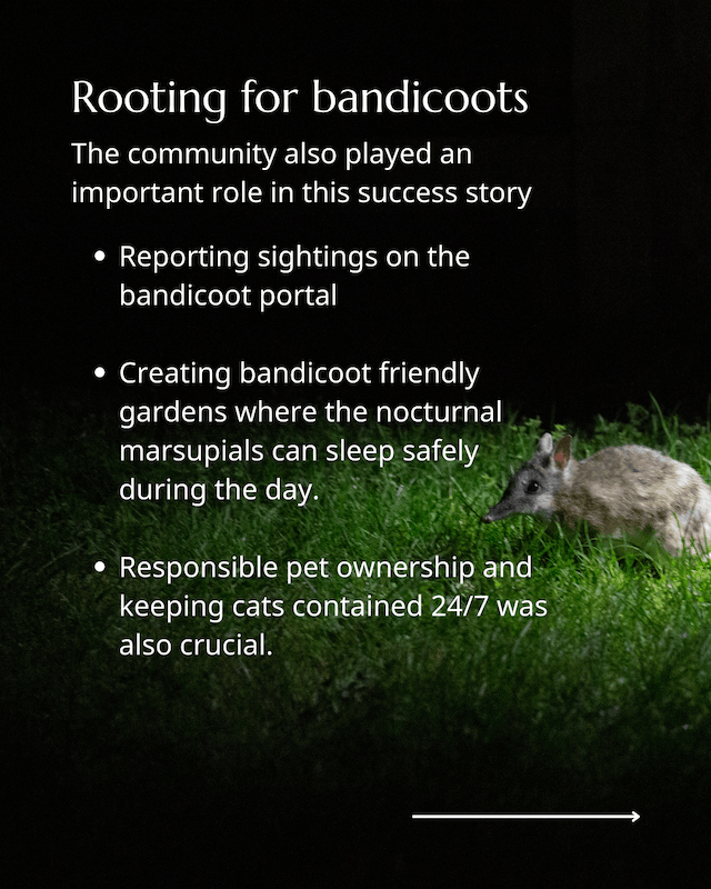 Bandicoots back from the brink 7