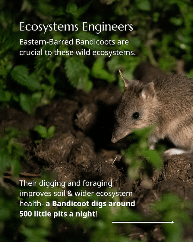 Bandicoots back from the brink 8