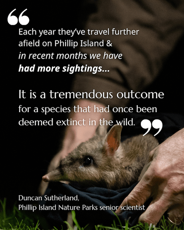 Bandicoots back from the brink 9