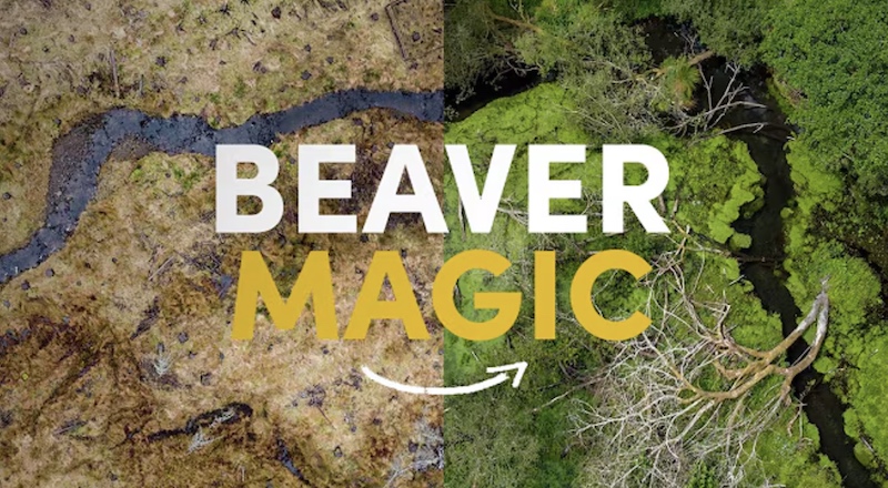 Beaver rewilding success story banner