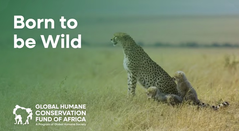 Cheetah rewilding success story