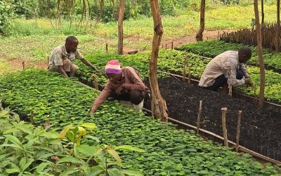 Itombwe Génération pour l’Humanité: Saving our Wildlife and Forests