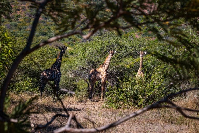 Small herd of giraffes seen through the trees