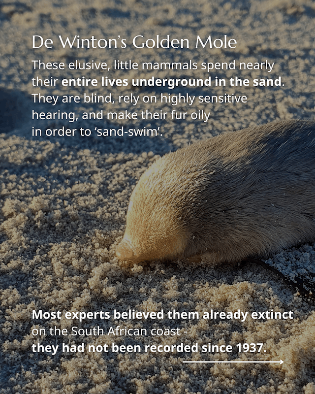 Golden Mole rediscovery 2